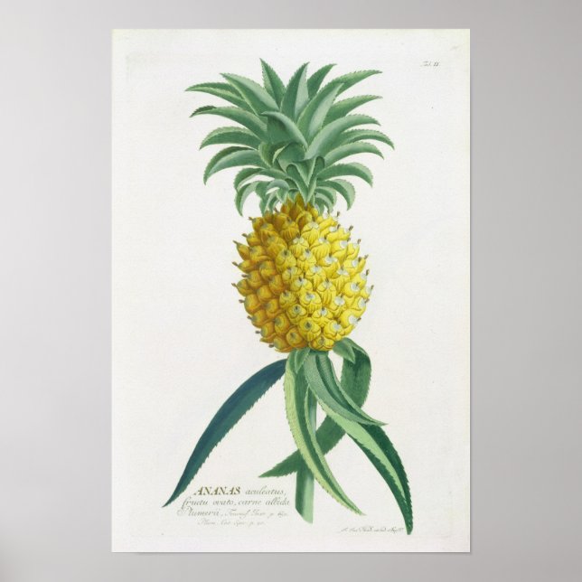Pineapple engraved by Johann Jakob Haid (1704-67) Poster (Front)