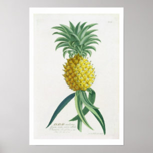 Pineapple engraved by Johann Jakob Haid (1704-67) Poster