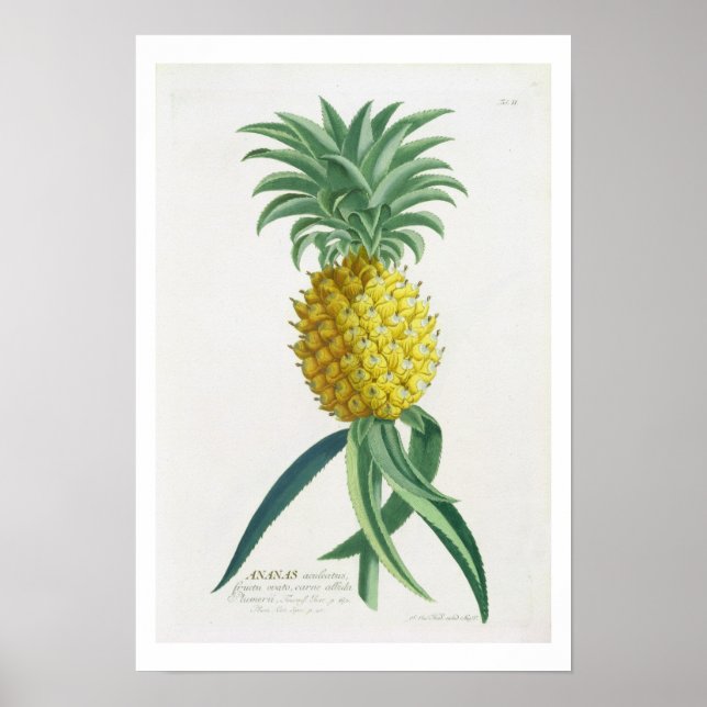 Pineapple engraved by Johann Jakob Haid (1704-67) Poster (Front)