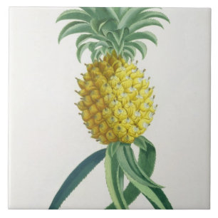 Pineapple engraved by Johann Jakob Haid (1704-67) Tile