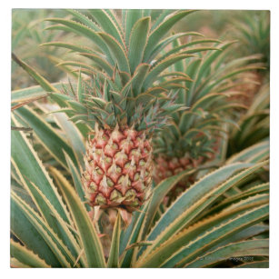 Pineapple Field Tile