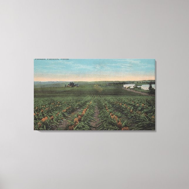 Pineapple Plantation Ready for Harvest in Florid Canvas Print (Front)