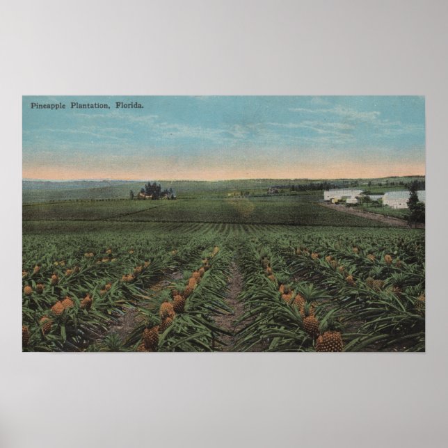 Pineapple Plantation Ready for Harvest in Florid Poster (Front)