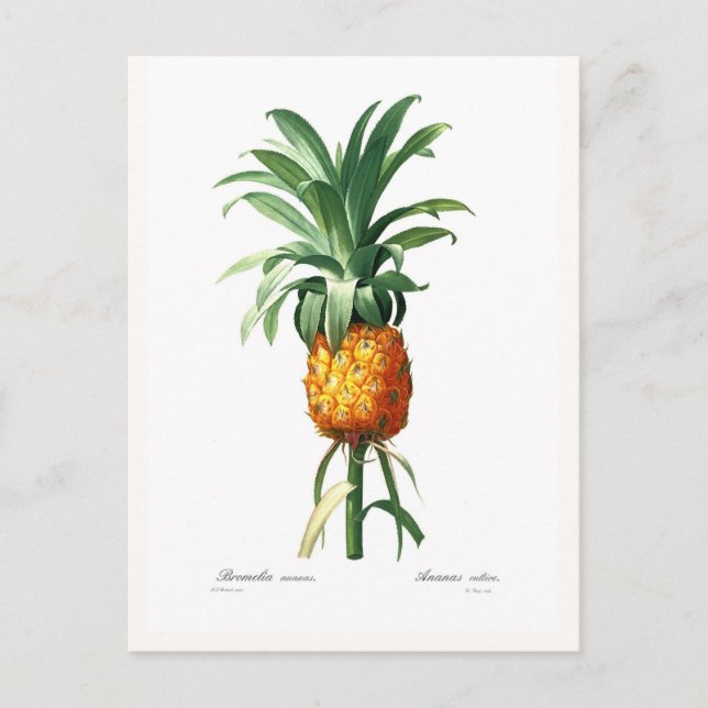 Pineapple Postcard (Front)