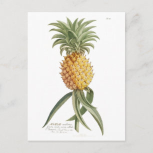 Pineapple Postcard