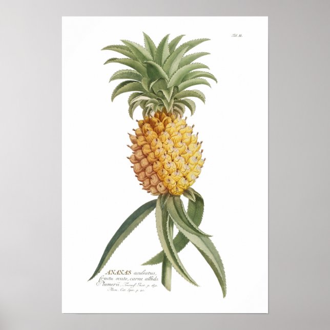 Pineapple Poster (Front)