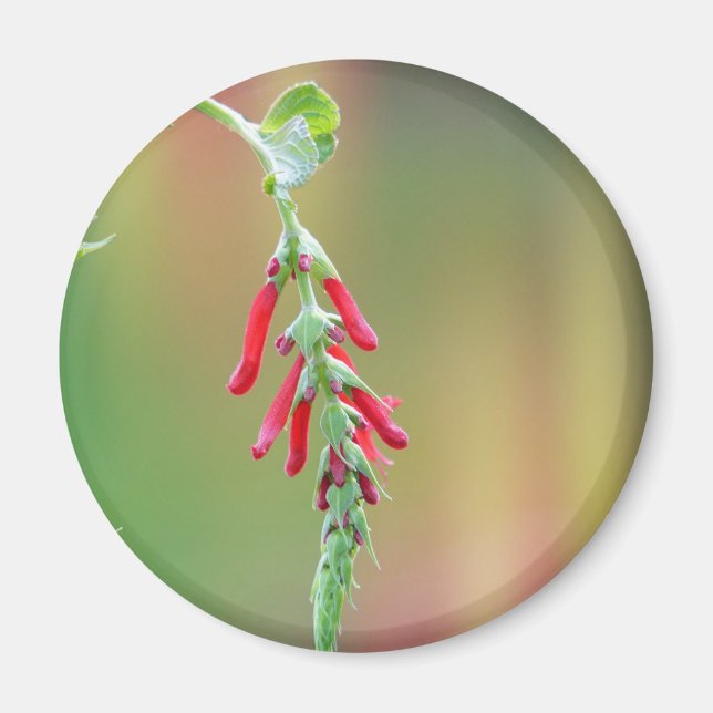 Pineapple Sage Bloom Magnet (Front)