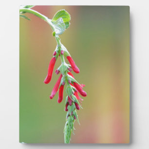 Pineapple Sage Bloom Plaque