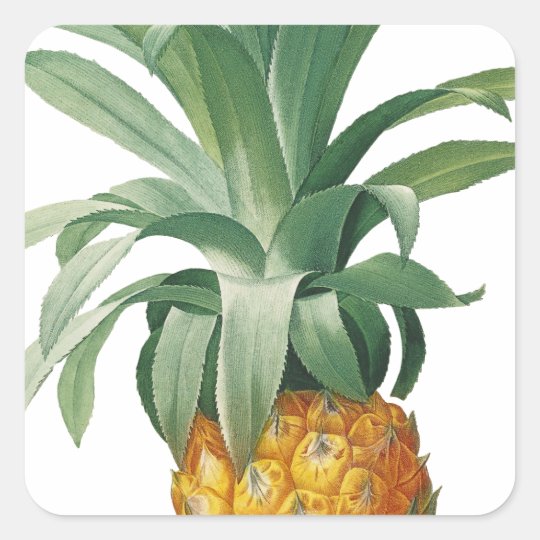 Pineapple Square Sticker