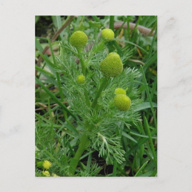 Pineapple Weed, Unalaska Island Postcard (Front)
