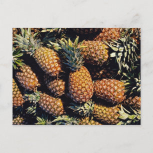 Pineapples, Tulum, Mexico Postcard