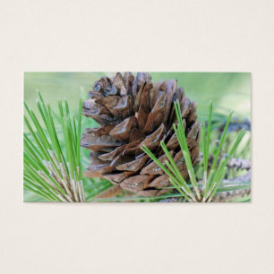 Pinecone