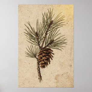 Pinecone and Evergreen Branch Botanical Poster