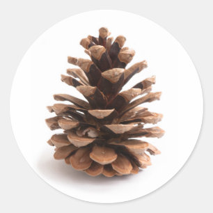 Pinecone Classic Round Sticker