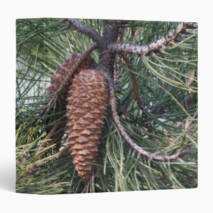 Pinecone on the pine tree binder