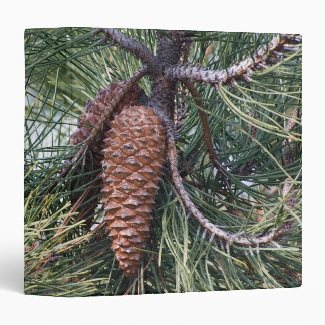 Pinecone on the pine tree binder (Front/Spine)