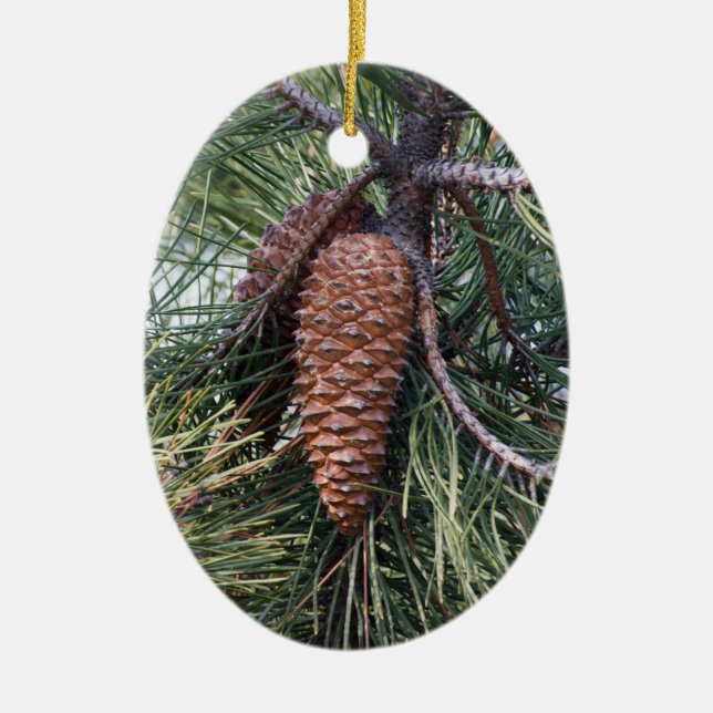 Pinecone on the pine tree ceramic ornament (Front)
