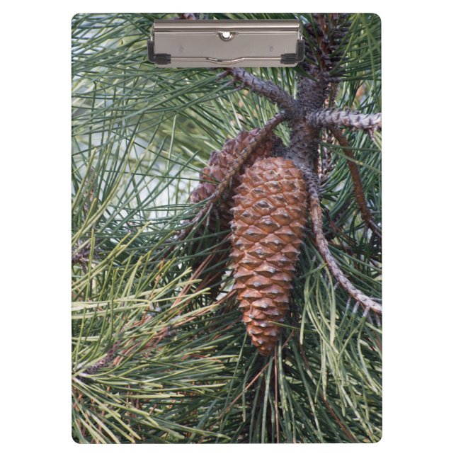 Pinecone on the pine tree clipboard (Front)