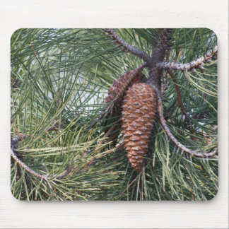 Pinecone on the pine tree mouse pad