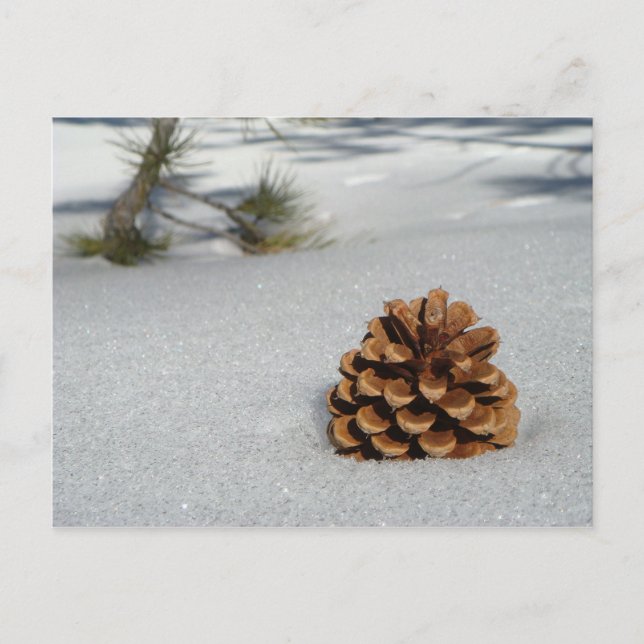Pinecone on the Snow Postcard (Front)