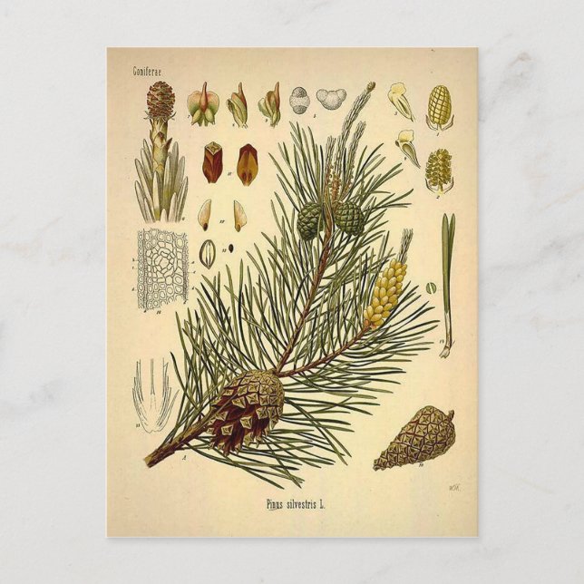 Pinecone Pine Tree Vintage Botanical Print Postcard (Front)