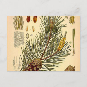 Pinecone Pine Tree Vintage Botanical Print Postcard