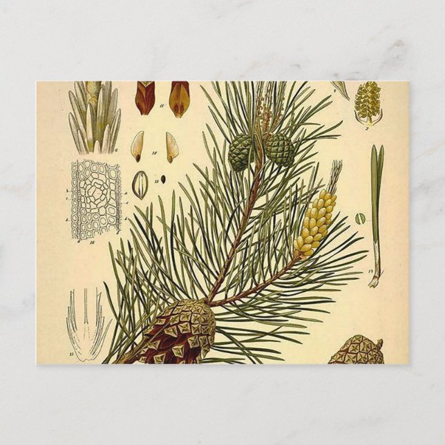 Pinecone Pine Tree Vintage Botanical Print Postcard (Front)