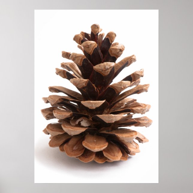 Pinecone Poster (Front)