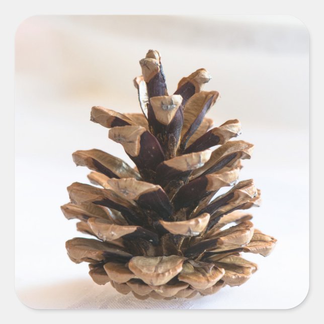Pinecone Square Sticker (Front)