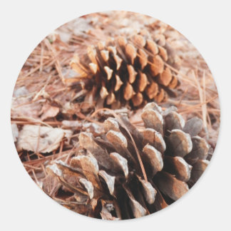 Pinecones Classic Round Sticker