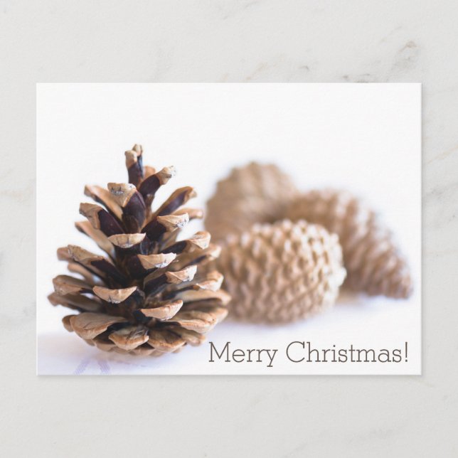 Pinecones Holiday Postcard (Front)