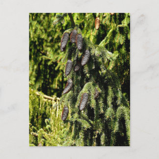 Pinecones Postcard