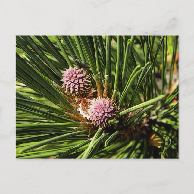 Pineflower Postcard (Front)