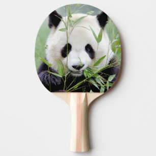 ping pong paddle Photo giant panda , animals.