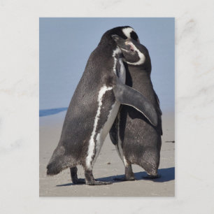 Pingo Hugs Postcard