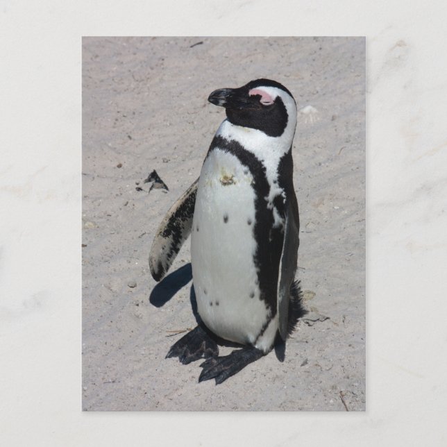 Pingouin africain - carte postale (Devant)