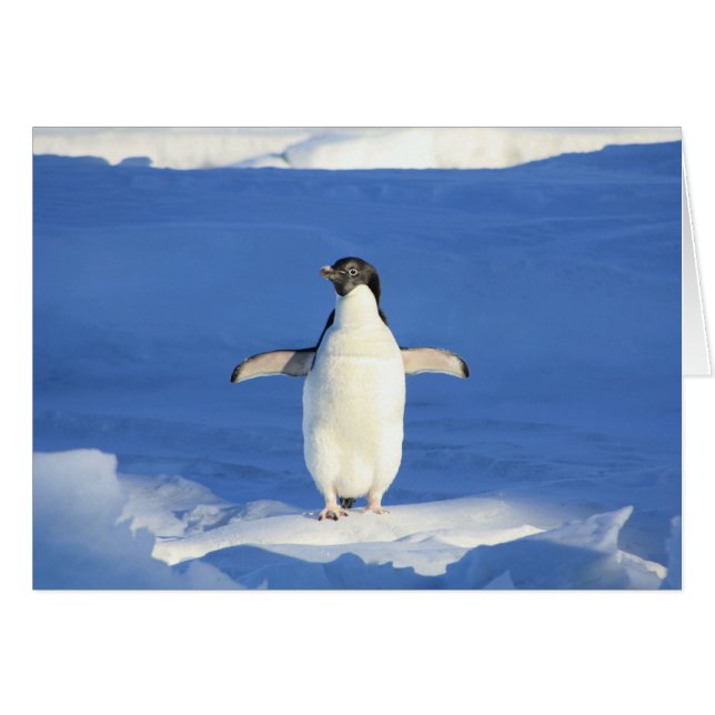 Pingouin dans la carte blanche neige (Devant horizontal)