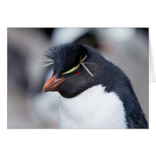 Pingouin du sud de Rockhopper