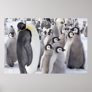 Pingouin empereur avec affiche de poussins