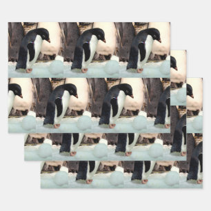 Pingouin - Enveloppement de feuilles de papier