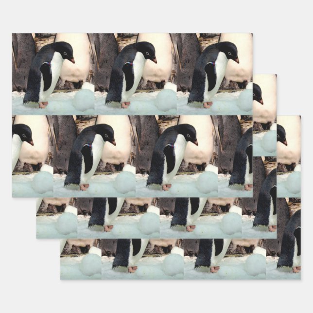 Pingouin - Enveloppement de feuilles de papier (Lot)