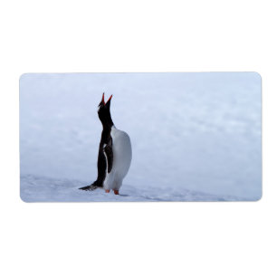 Pingouin Gentoo