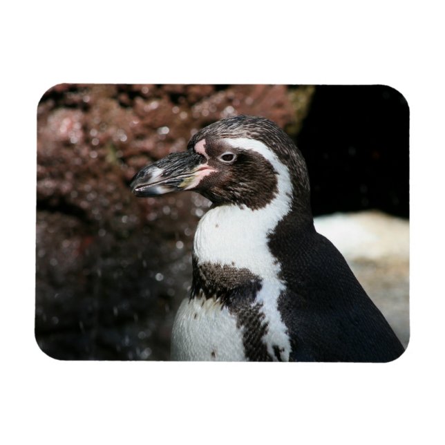 Pingouin Premium Magnet (Horizontal)