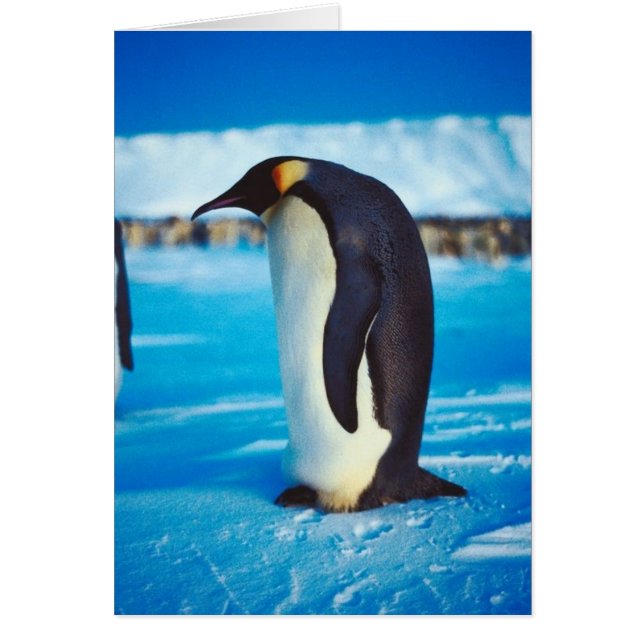 Pingouin solitaire (Devant)