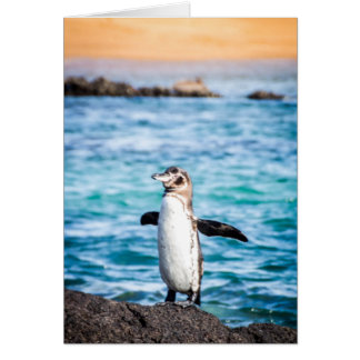 Pingouin sur l'île Bartolome