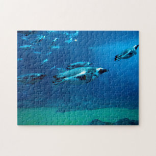 Pingouins de natation, Puzzle