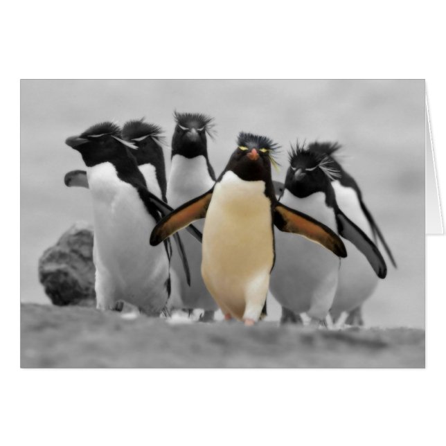 Pingouins de Rockhopper (Devant horizontal)