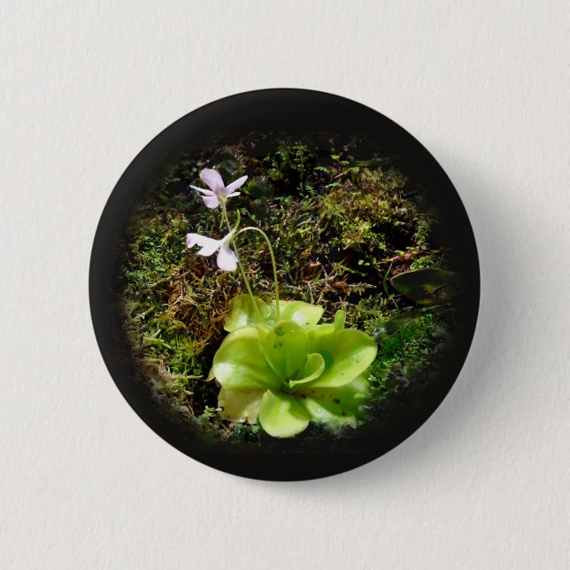 Pinguicula reticulata 2 inch round button (Front)