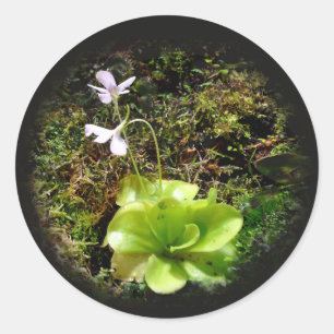 Pinguicula reticulata classic round sticker