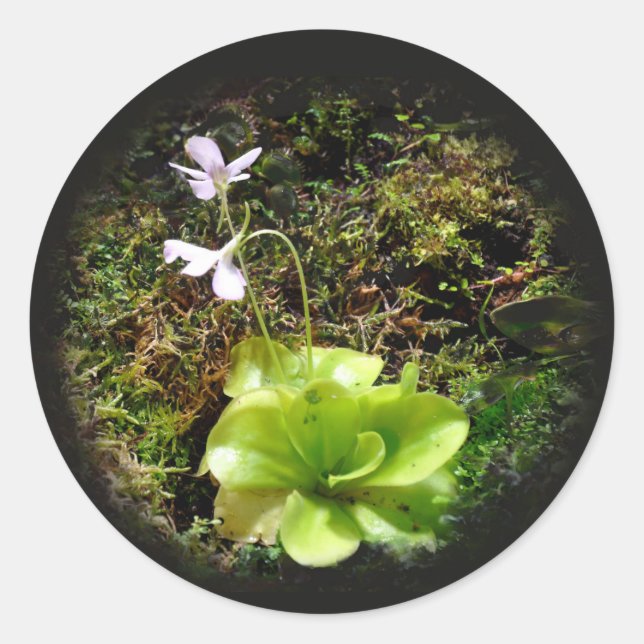 Pinguicula reticulata classic round sticker (Front)
